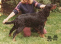 Setter Gordon BARBARA'S EBONY Setter Gordon BARBARA'S EBONY